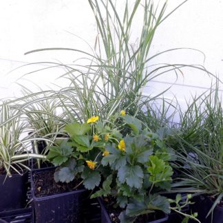 Makkelijke Planten halfzon/halfschaduw pakket