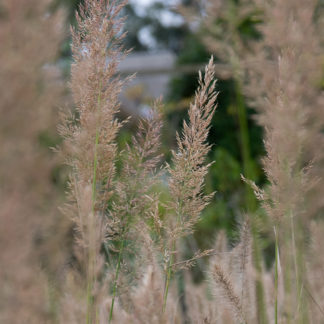 Calamagrostis acutiflora (Struisgras, Bosstruisgras)