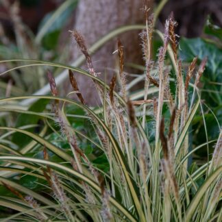 Carex oshimensis ‘Evergold’ (Bontbladige zegge)