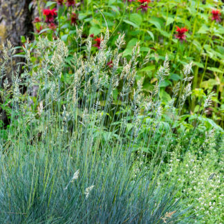 Festuca Festuca glauca 'Elijah Blue' (Blauw schapengras, Blauw zwenkgras)