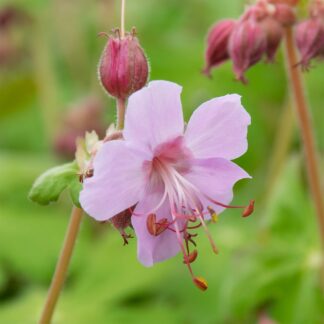 Geranium macrorrhizum (Ooievaarsbek)