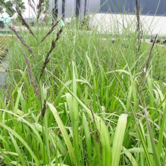 Molinia arundinacea 'Transparent' (Pijpenstrootje)