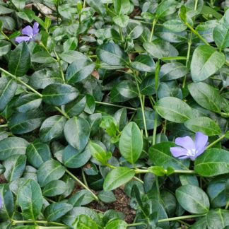 nca minor (Kleine maagdenpalm)