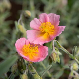 Helianthemum hybride 'Wisley Pink' (Zonneroosje)