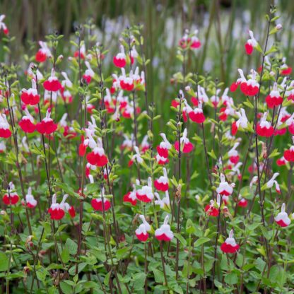 Salvia microphylla 'Hot Lips' (Salie)