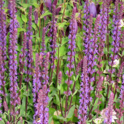Salvia nemorosa 'Caradonna' (Salie)