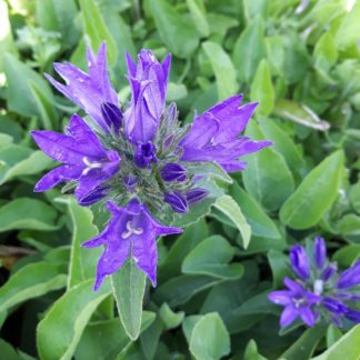 Campanula glomerata (Kluwenklokje)