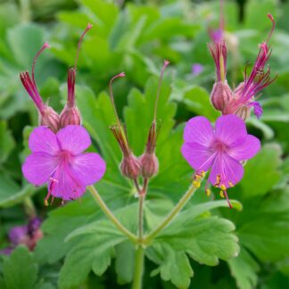 Geranium macrorrhizum 'Bevan's Variety' (Ooievaarsbek)