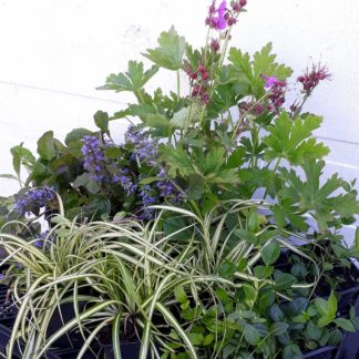 Makkelijke Planten schaduw pakket