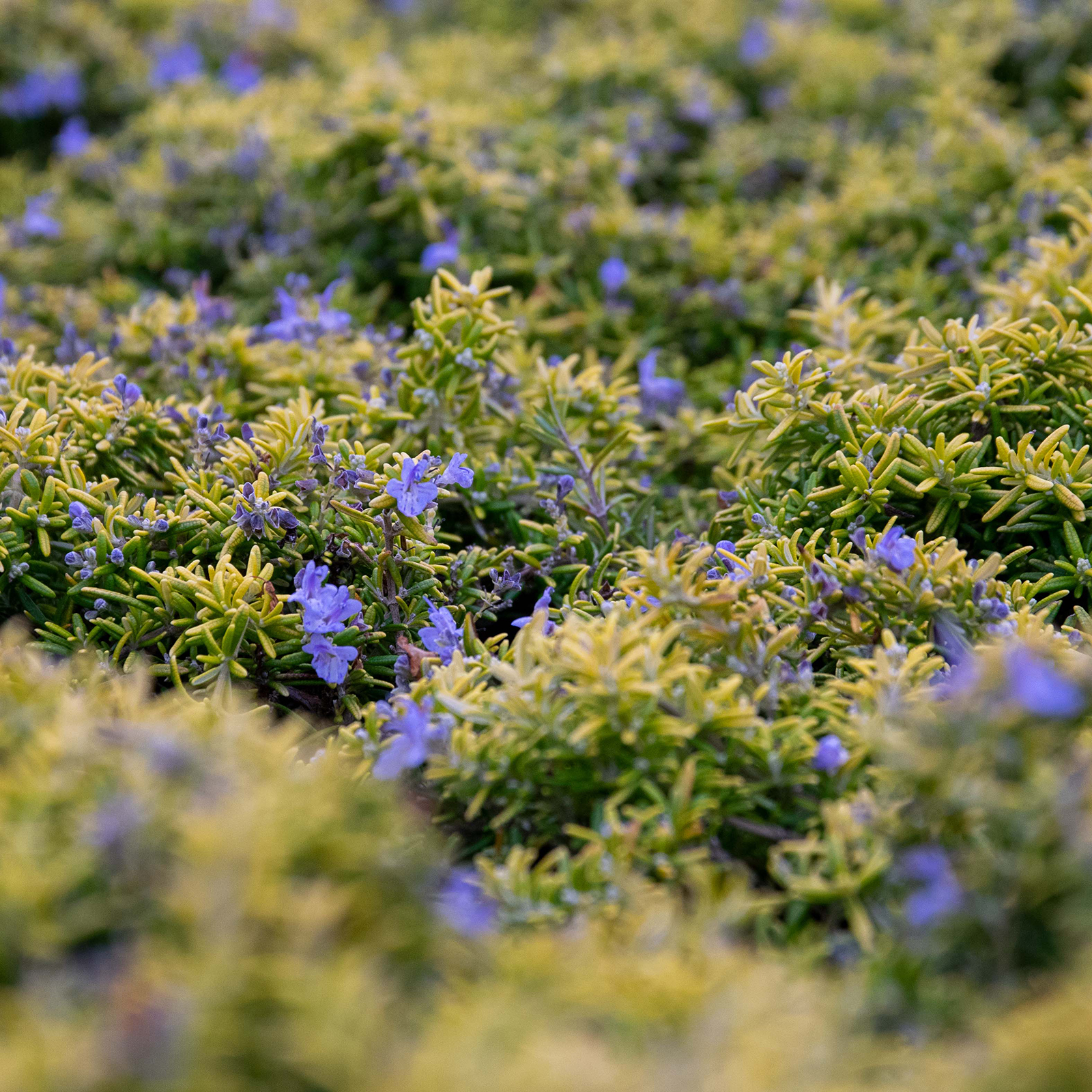Rosmarinus officinalis 'Wilma's Gold' is een geelbladige rozemarijn met kruipende groeiwijze.