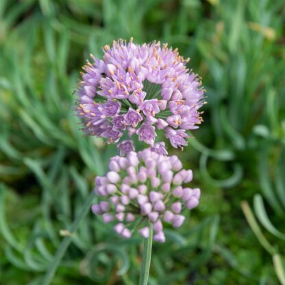 Allium senescens subsp. glaucum (Sierui)