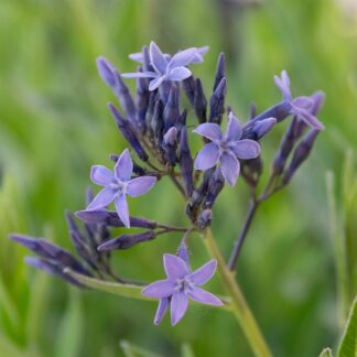 Amsonia orientalis (Stermaagdenpalm, Blauwe ster)