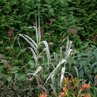 Arundo donax 'Variegata' (Reuzenriet , Pijlriet, Mammoetgras)