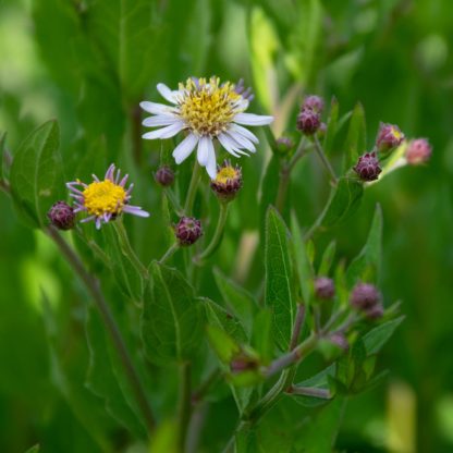Aster ageratoides 'Asran' (Herfstaster)