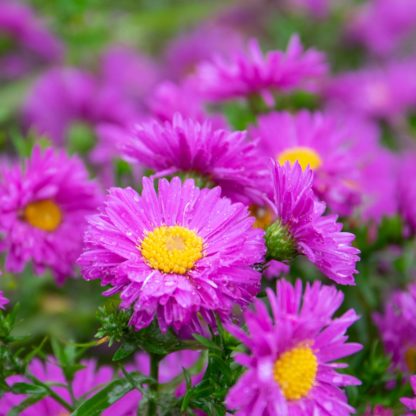 Aster dumosus 'Jenny' (Herfstaster)