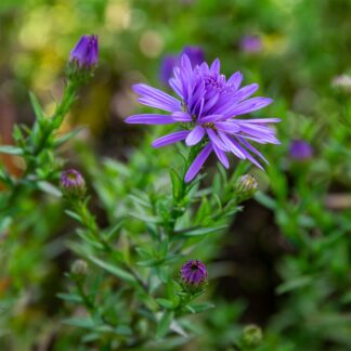 Aster dumosus 'Professor Anton Kippenberg' (Herfstaster)