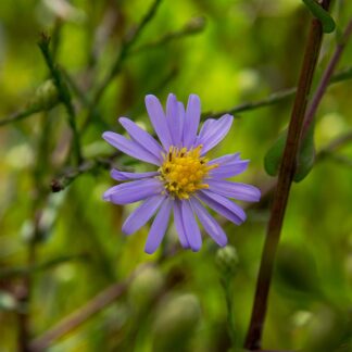 Aster laevis 'Anneke Van der Jeugd' (Herfstaster)