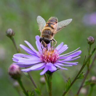 Aster 'Treffpunkt' (Herfstaster)