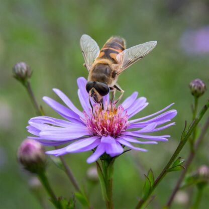 Aster 'Treffpunkt' (Herfstaster)