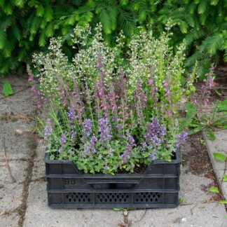 Makkelijke Planten bijen pakket