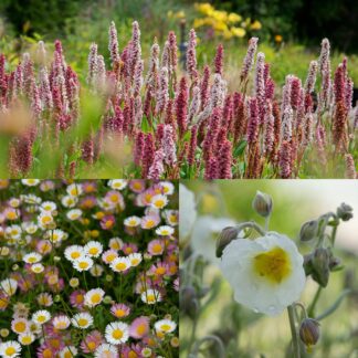 Makkelijke Planten bodembedekker pakket (zon)