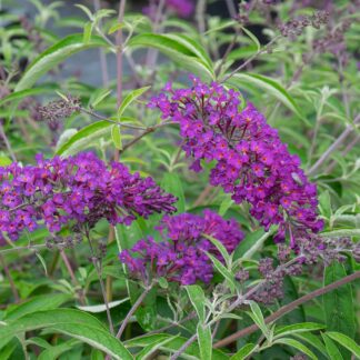 Buddleja davidii 'Nanho Purple' (Vlinderstruik)