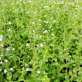 Calamintha nepeta subsp. nepeta (Bergsteentijm)