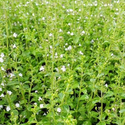 Calamintha nepeta subsp. nepeta (Bergsteentijm)
