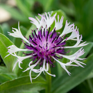 Centaurea montana 'Purple Heart' (Bergcentaurie, Korenbloem)