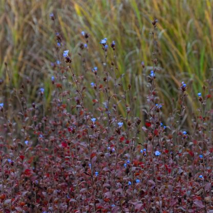 Ceratostigma willmottianum (Loodkruid)