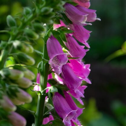 Digitalis purpurea (Gewoon vingerhoedskruid)