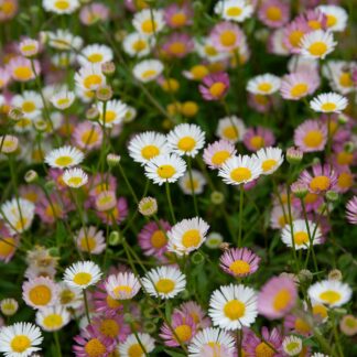 Erigeron karvinskianus (Muurfijnstraal, Mexicaans madeliefje)