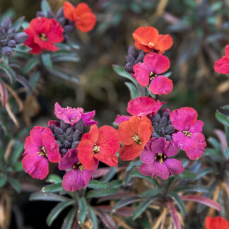 Erysimum x allionii 'Constant Cheer' (Muurbloem, Steenraket)