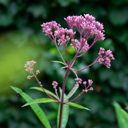 Eupatorium maculatum ‘Atropurpureum’ (Koninginnekruid, Leverkruid)