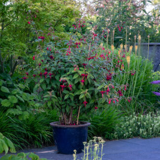 Fuchsia 'Lady Boothby' (Bellenplant)