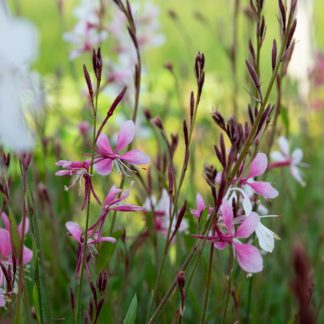Gaura lindheimeri ‘Siskiyou Pink’ (Lindheimers prachtkaars)