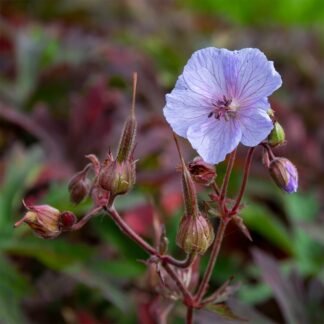 Geranium pratense 'Hocus Pocus' (Beemdooievaarsbek)