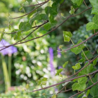 Hedera hibernica (Ierse klimop)