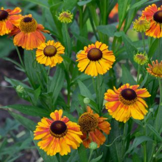 Helenium 'Sahin's Early Flowerer' (Zonnekruid)
