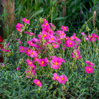 Helianthemum 'Ben Hope' (Zonneroosje)