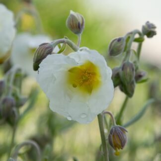 Helianthemum 'Snow Queen' (Zonneroosje)