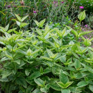 Heliopsis helianthoides 'Loraine Sunshine' (Zonneoog)