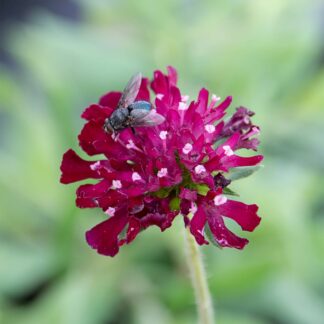 Knautia macedonica (Beemdkroon)