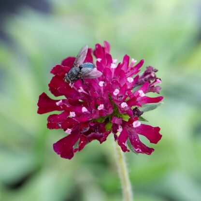 Knautia macedonica (Beemdkroon)