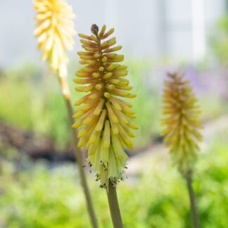 Kniphofia 'Minister Verschuur' (Vuurpijl, Fakkellelie)