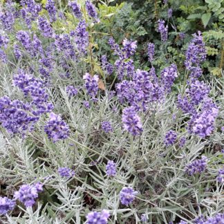 Lavandula angustifolia 'Dwarf Blue' (Lavendel)