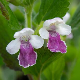 Melittis melissophyllum (Bastaardmelisse, Bijenblad)