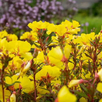 Oenothera fruticosa 'Fyrverkeri' (Teunisbloem)