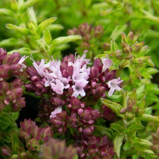 Origanum vulgare 'Compactum' (Wilde marjolein, Oregano)