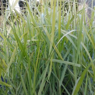 Panicum virgatum (Vingergras, Parelgierst, Switchgrass)
